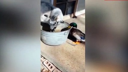 Oğlaklarla yemek kavgası yapan cesur ördek