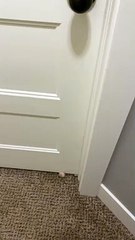 Adorable Foster Kittens Paw for Entry