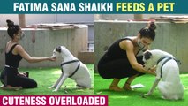 Cute Alert! Fatima Sana Shaikh Feeds A Pet Dog At A Clinic | Must Watch