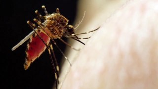 How Mosquito Suck Blood (HD)