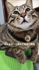 Cat Asserting Dominance Over OWNER!!!