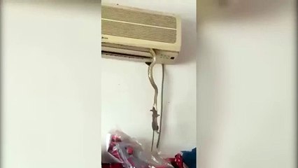 Klimadan çıkan yılan fareyi böyle avladı!