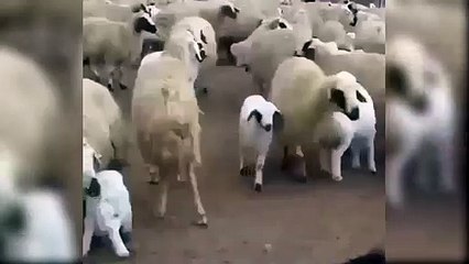 İşte yüzlerce kuzunun aynı anda annelerine kavuştuğu an!