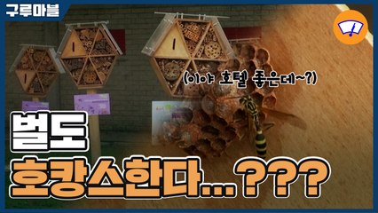 [구루마블] 벌도 호캉스한다...? / YTN