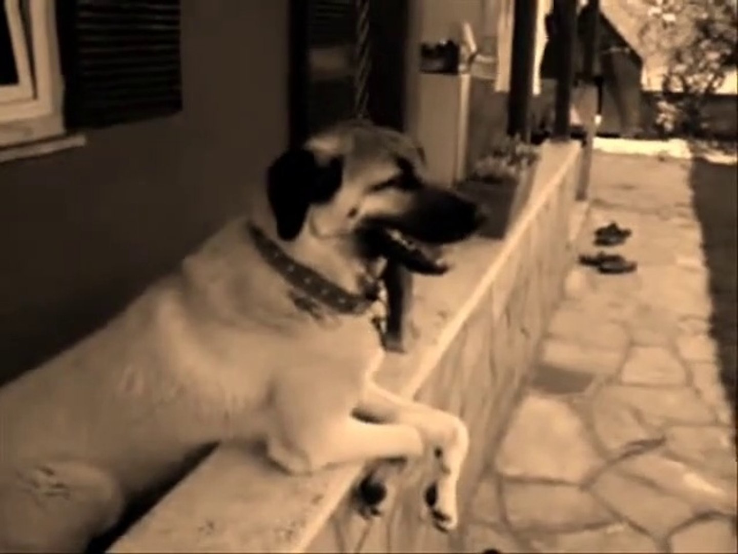 ⁣ANADOLU COBAN KOPEGiNiN BALKON KEYFiSi - ANATOLiAN SHEPHERD DOG