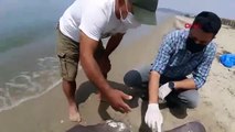 Kuşadası'nda sahile ölü köpek balığı vurdu