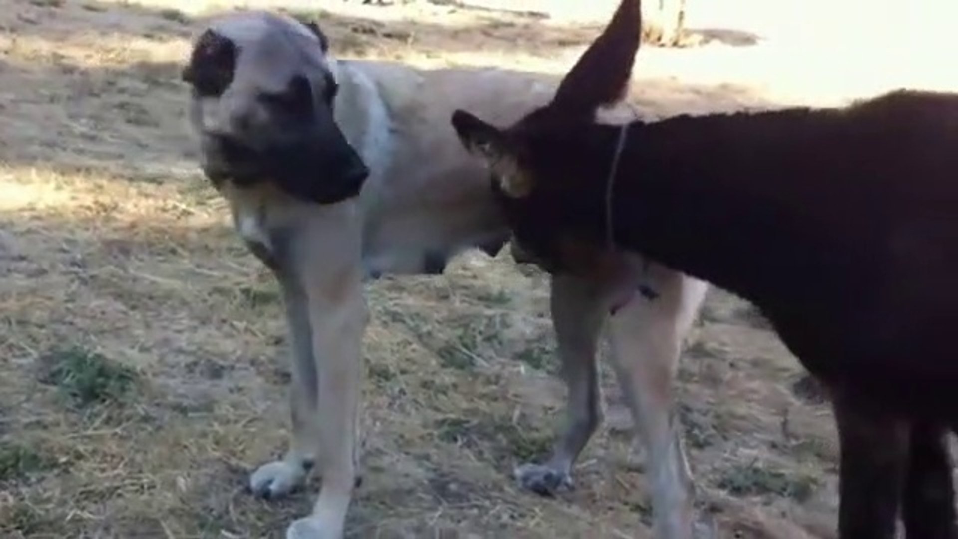 ⁣ESEK COBAN KOPEGiNDEN SUT EMiYOR - DONKEY and SHEPHERD DOG