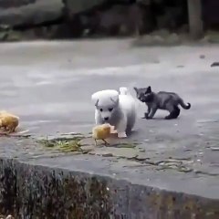 DOG PLAYING WITH BIRDS