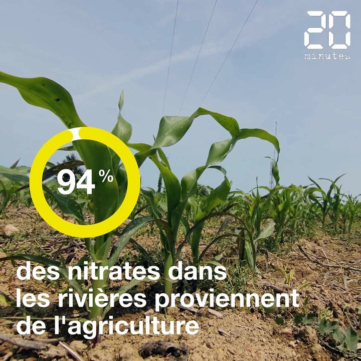 Les algues vertes, le fléau de la Bretagne