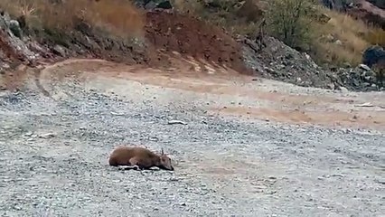 Sivas'ta dağ keçisi avlayan vaşak