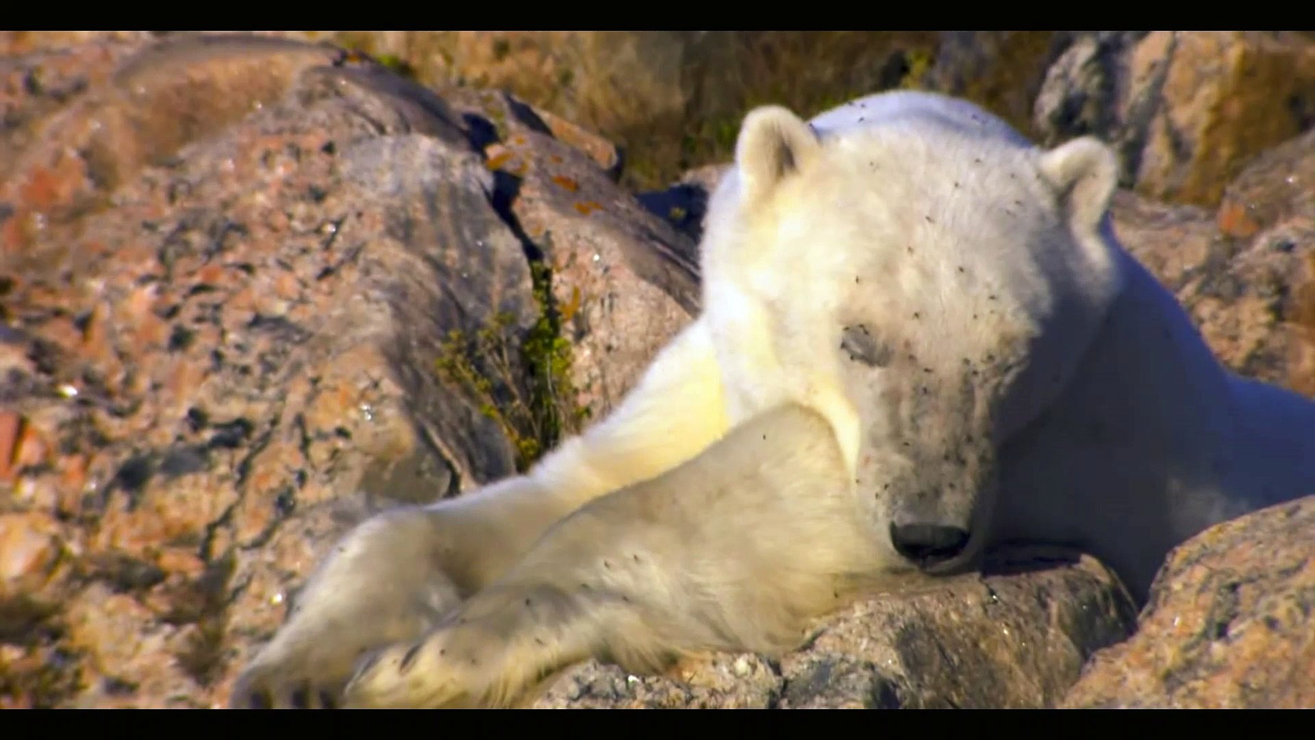 Polar Bear vs Walrus