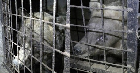 Les ours Glasha et Bony, secourus dans une foire, ne seront pas restitués à leurs propriétaires