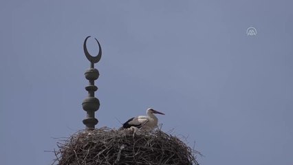 Sarayköy'de leylek göçü sevinci