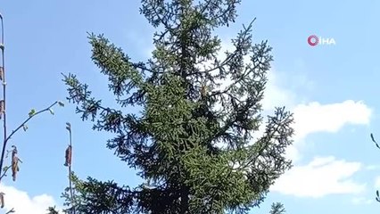 Ağaçtan ağaca uçan sincap böyle görüntülendi