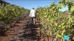 Agriculture in South Africa: Wine estate offers business ownership to black farmers