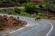 TUNCELİ KARA YOLU, KORUMA ALTINDAKİ DAĞ KEÇİLERİNE KALDI