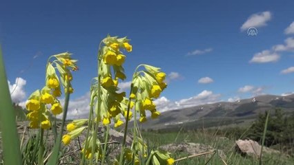 Karslı besici merada doğan kuzuyu evine bisikletle götürdü