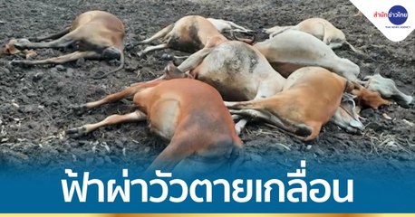 ฟ้าผ่าเปรี้ยงเดียว วัวตายเกลื่อน 11 ตัว สูญหลายแสนบาท