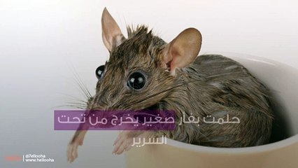 حلمت بفأر صغير يخرج من تحت السرير