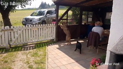 Funny Dog And Cat Wait For Mailman - Dogs, Cats And Human Are Best Friends Compilation