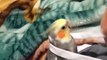 Funny Parrots Videos Compilation Cute Moment Of The Animals - Cutest Parrots #45 - Compilation 2021