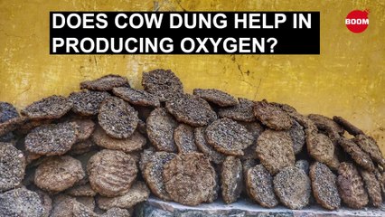 Can Burning Cow Dung And Ghee Produce More Oxygen?: Fact Check | BOOM | Oxygen Crisis | COVID-19