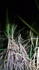 Carro é recuperado pela Guarda Municipal em Umuarama