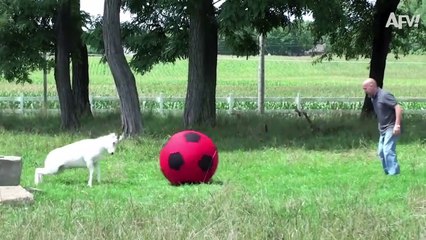 Howling For Hoops!  | Funniest Animals | Afv 2020