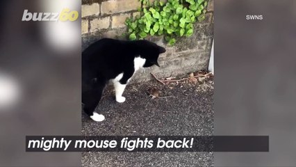 Funny Footage Shows a Mouse Squaring up Against a Confused Cat in a Real Life Tom and Jerry Moment!