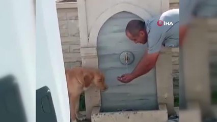 Park ve bahçeler görevlisinden örnek davranış...Susayan köpeğe eliyle su içirdi