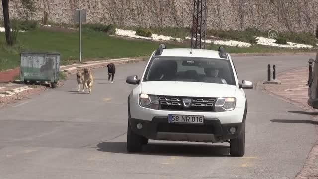 Tam kapanma da sokak hayvanları unutulmadı