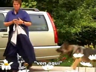 Adiestrar perros - Obediencia basica (2013)---