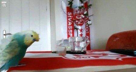 Sivasspor aşığı muhabbet kuşu tezahüratlarıyla dikkat çekiyor