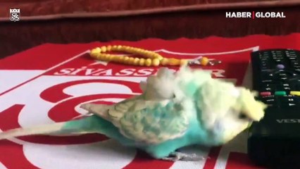 Sivassporlu muhabbet kuşu tezahüratlarıyla viral oldu