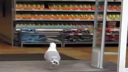 Markette gidip alışveriş yapan martı sosyal medyayı salladı!