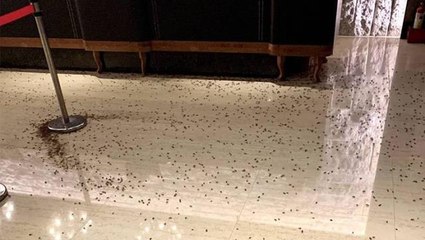 Restorana hamam böcekleriyle saldırı düzenlediler