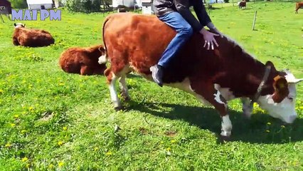Super Funny Moments Human and Animals Fails of 2019 Weekly Compilation