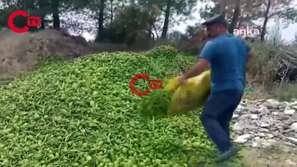 Antalyalı çiftçi biberini ormana döktü