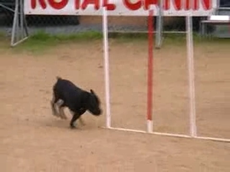 Vodka-Jumping