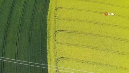 Tekirdağ'da 'sarı bahar'