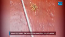 Los alacranes no le dan respiro a una familia de Los Hornos