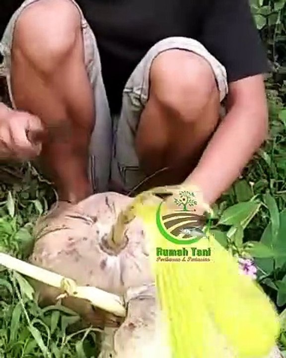 Ada yang pernah makan isi dalam kelapa ini