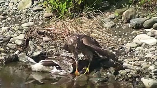 Ördeğin hazin sonu biraz ağır olmuş!