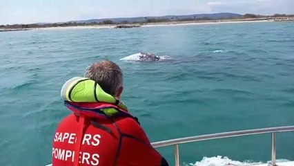 Une baleine grise perdue en méditerranée longe la côte à Palavas