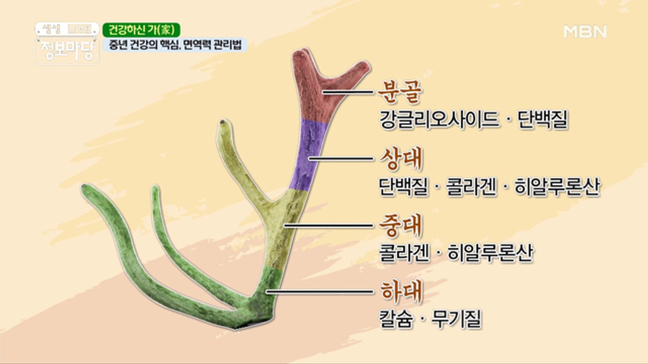 중년 건강의 핵심 ✿이것✿으로 관리하는 면역력