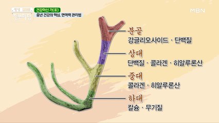 중년 건강의 핵심 ✿이것✿으로 관리하는 면역력