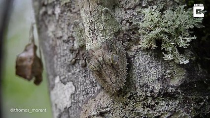 Ce Gecko est le roi du camouflage