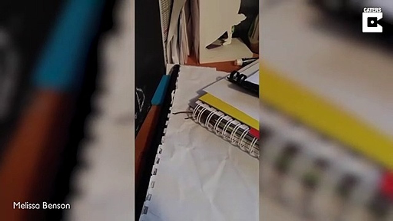 Ce qui sort de ce cahier va vous faire détester les devoirs... et les araignées