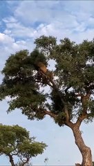 Une lionne et un léopard chutent d'un arbre