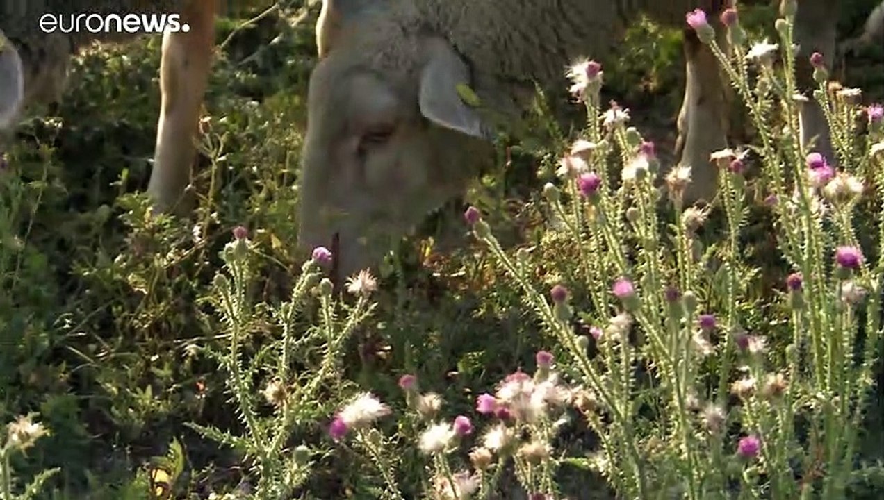 Félig zöld tervek az uniós helyreállítási alap elköltésére